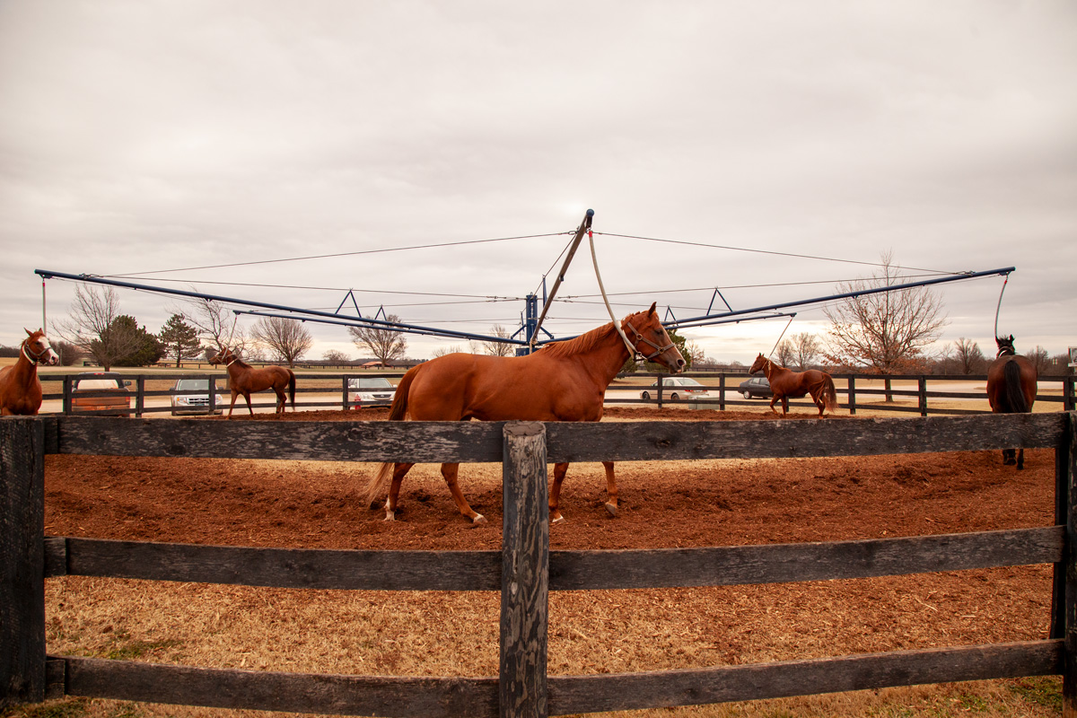 Lead Horse Walker 3