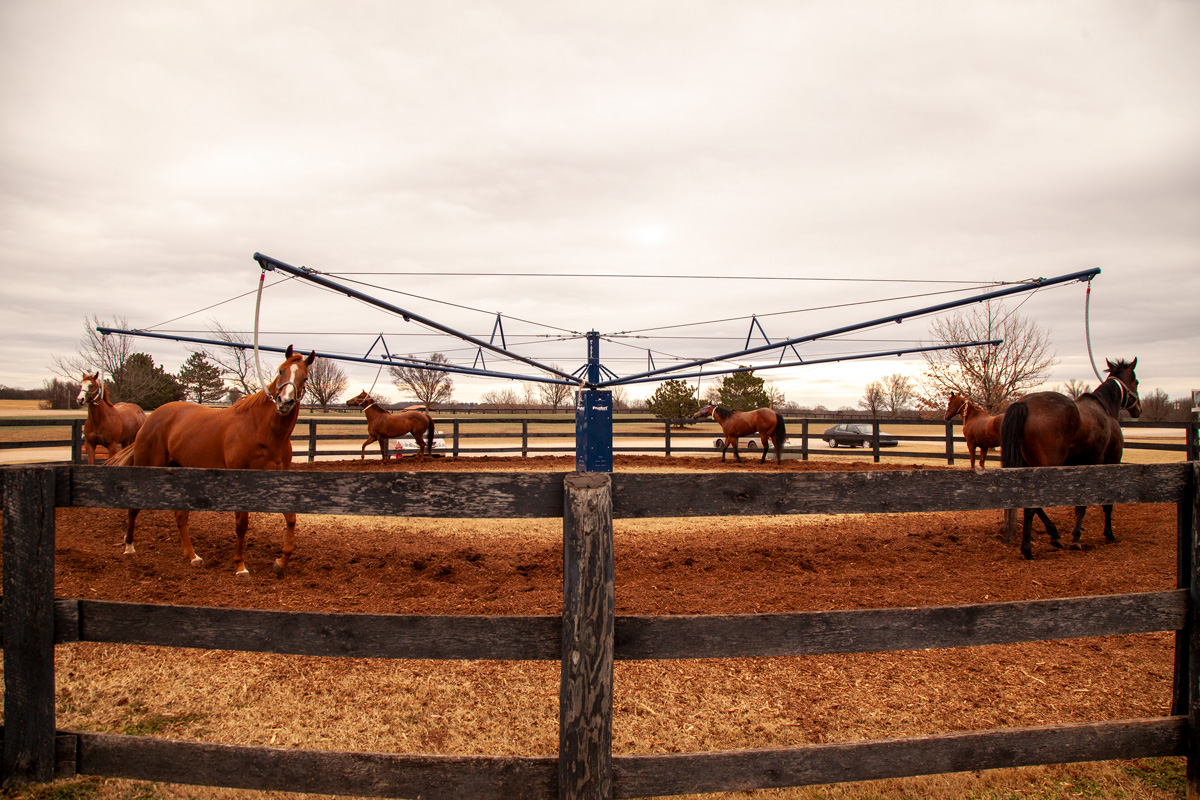 Lead Horse Walker 4