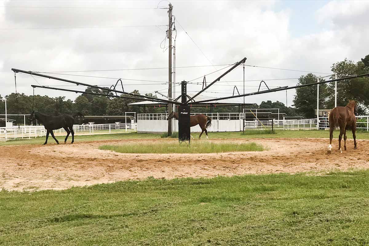 Lead Horse Walker 8